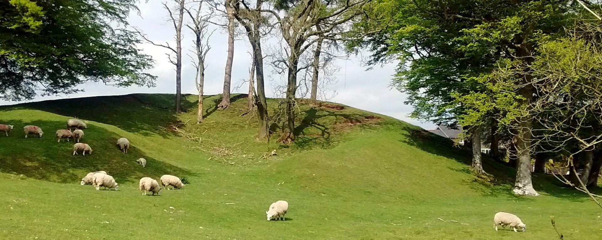 Sheep on the Tumulus from Crossgates road Opposite the Village Hall